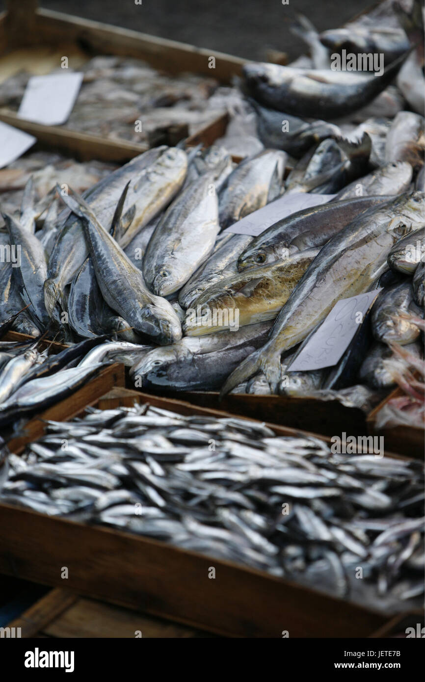 L'Italia, Sicilia, Catania, Città Vecchia, mercato del pesce, cibo di pesce, Europa meridionale, settimanale mercato in stallo, vendite, pesce, diversa, scelta, numero enorme, il cibo, l'economia, il commercio al dettaglio, nessuno, Foto Stock