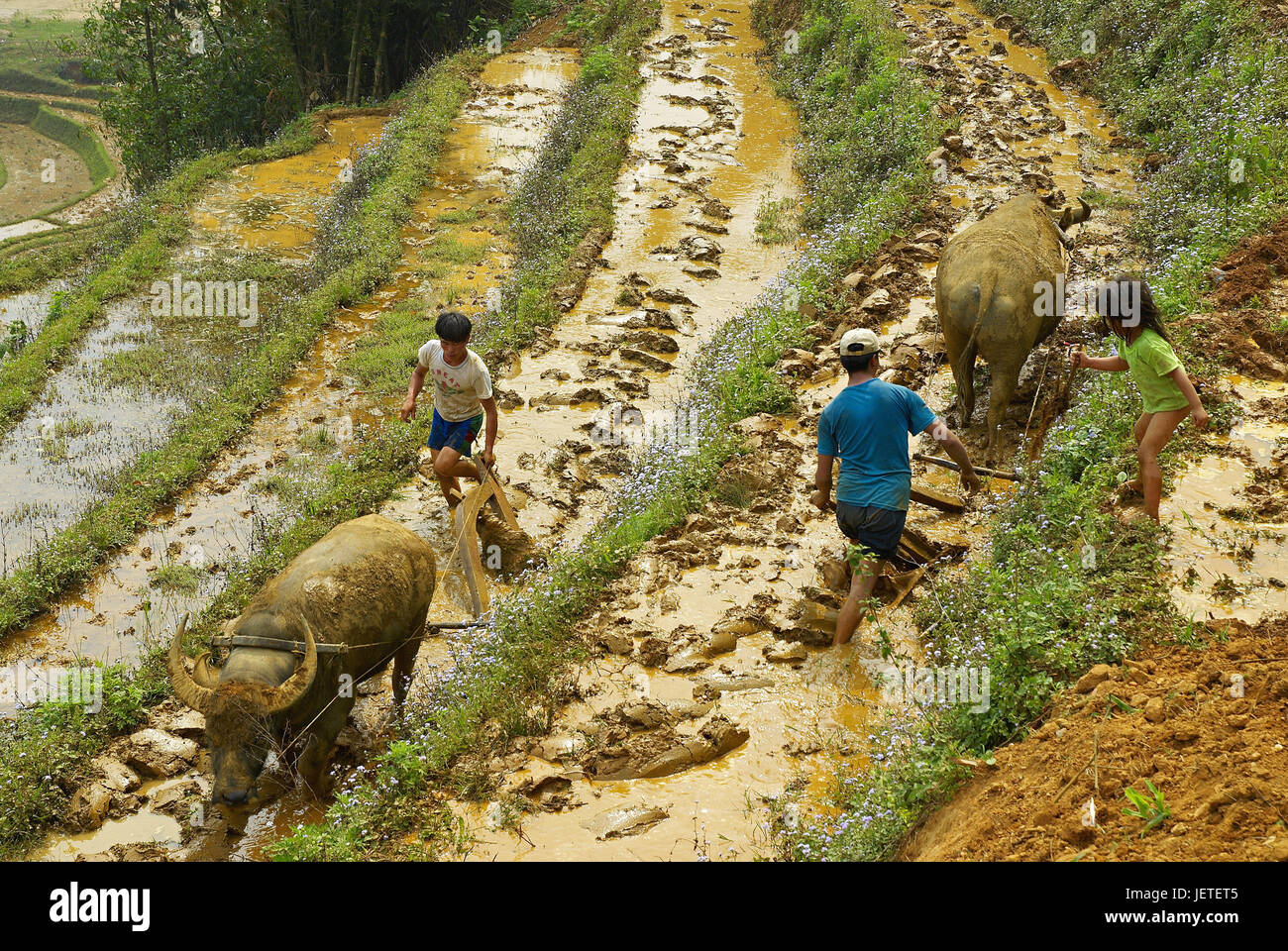 Asia, Vietnam, operaio agricolo su un campo di riso, Foto Stock