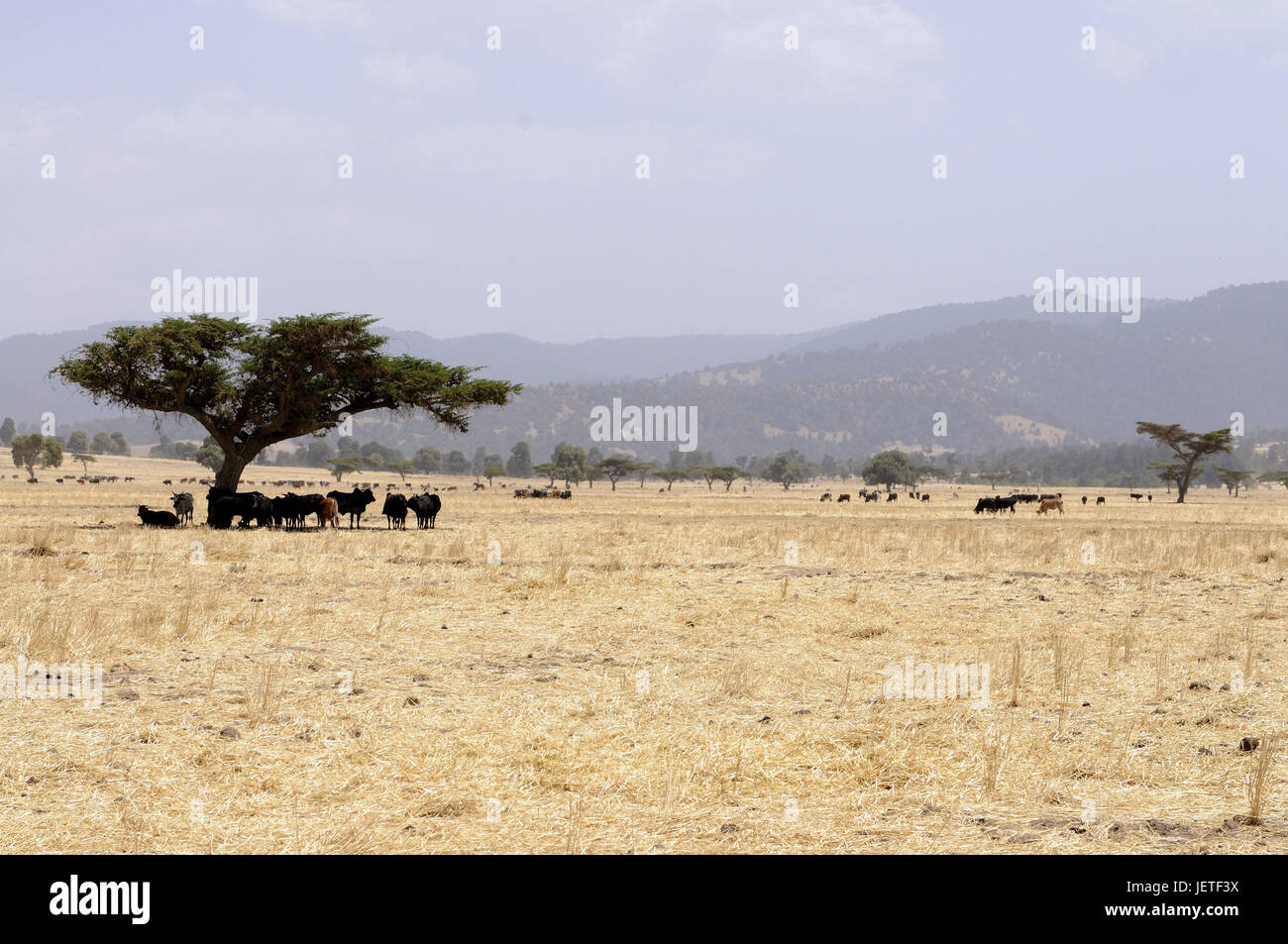 Allevamento di Bestiame, steppa, acacia, montagne di balle, Etiopia, Foto Stock