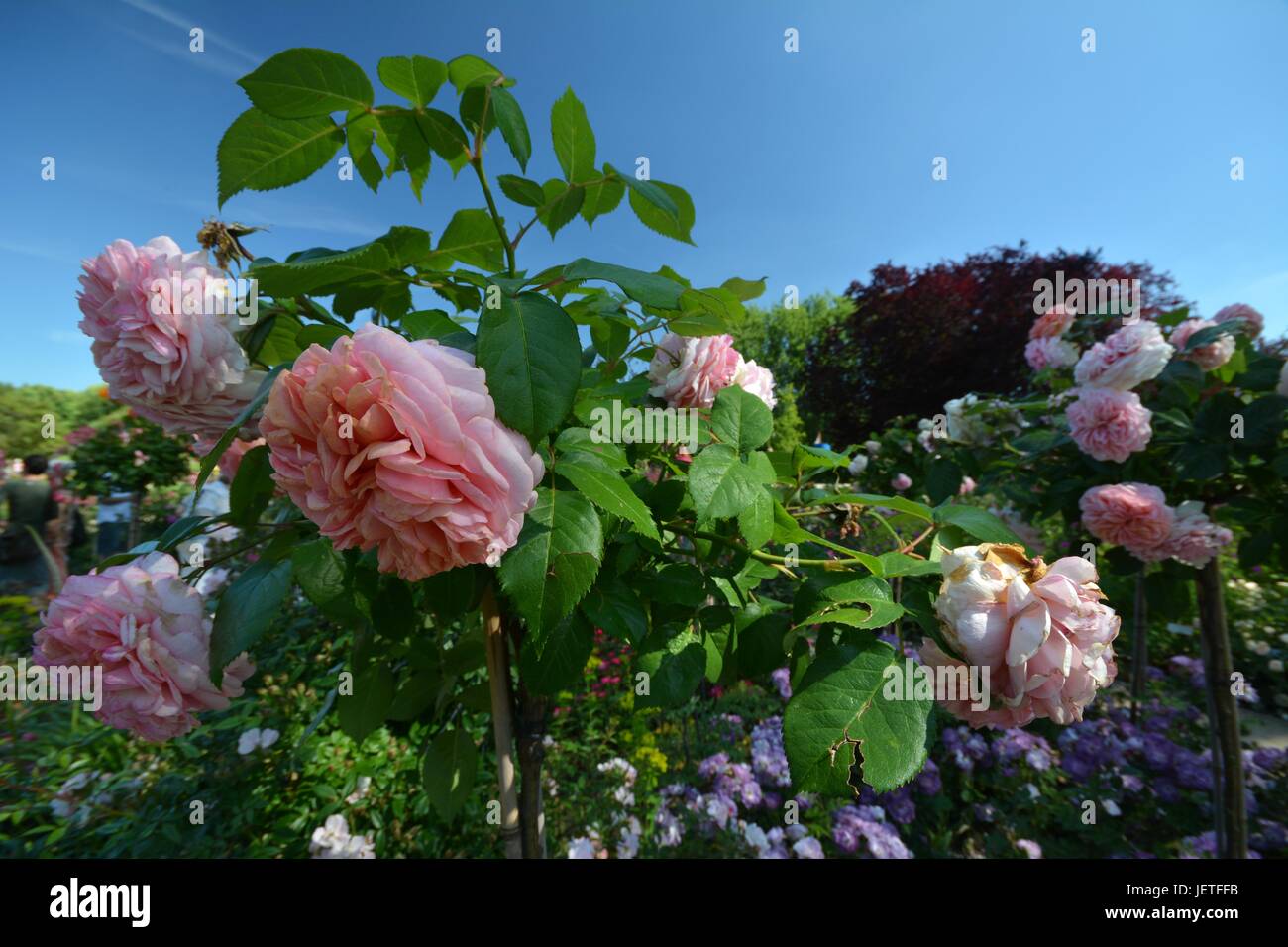 Le rose impressioni da IGA Berlin 2017, Esposizione Florovivaistica Internazionale Berlino dal Giugno 18, 2017, Germania Foto Stock