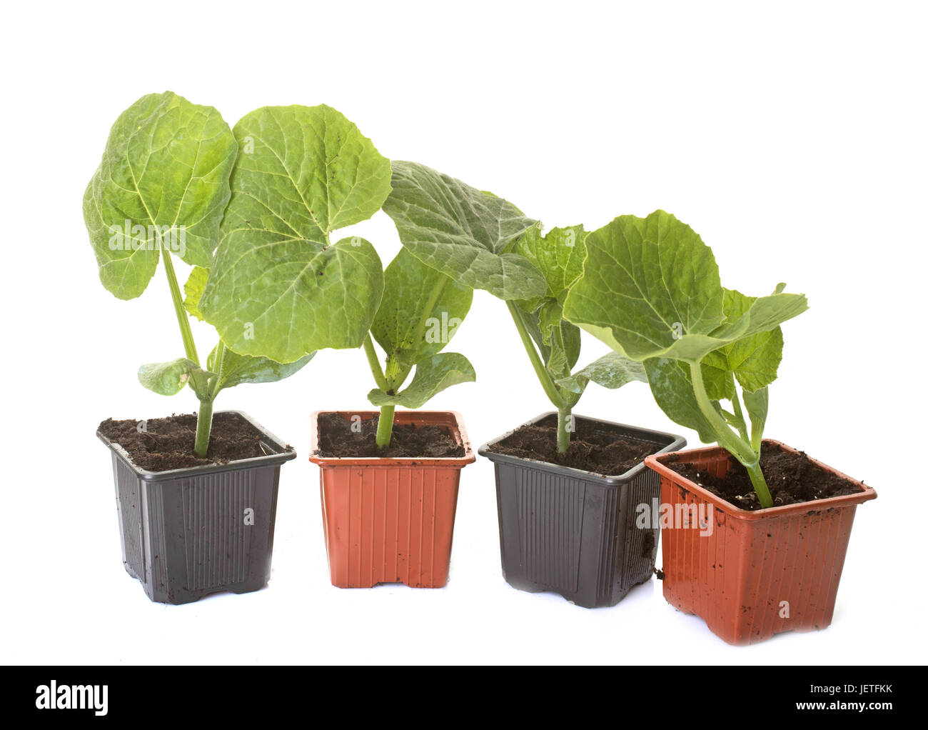 Red kuri squash e piante di zucca di fronte a uno sfondo bianco Foto Stock