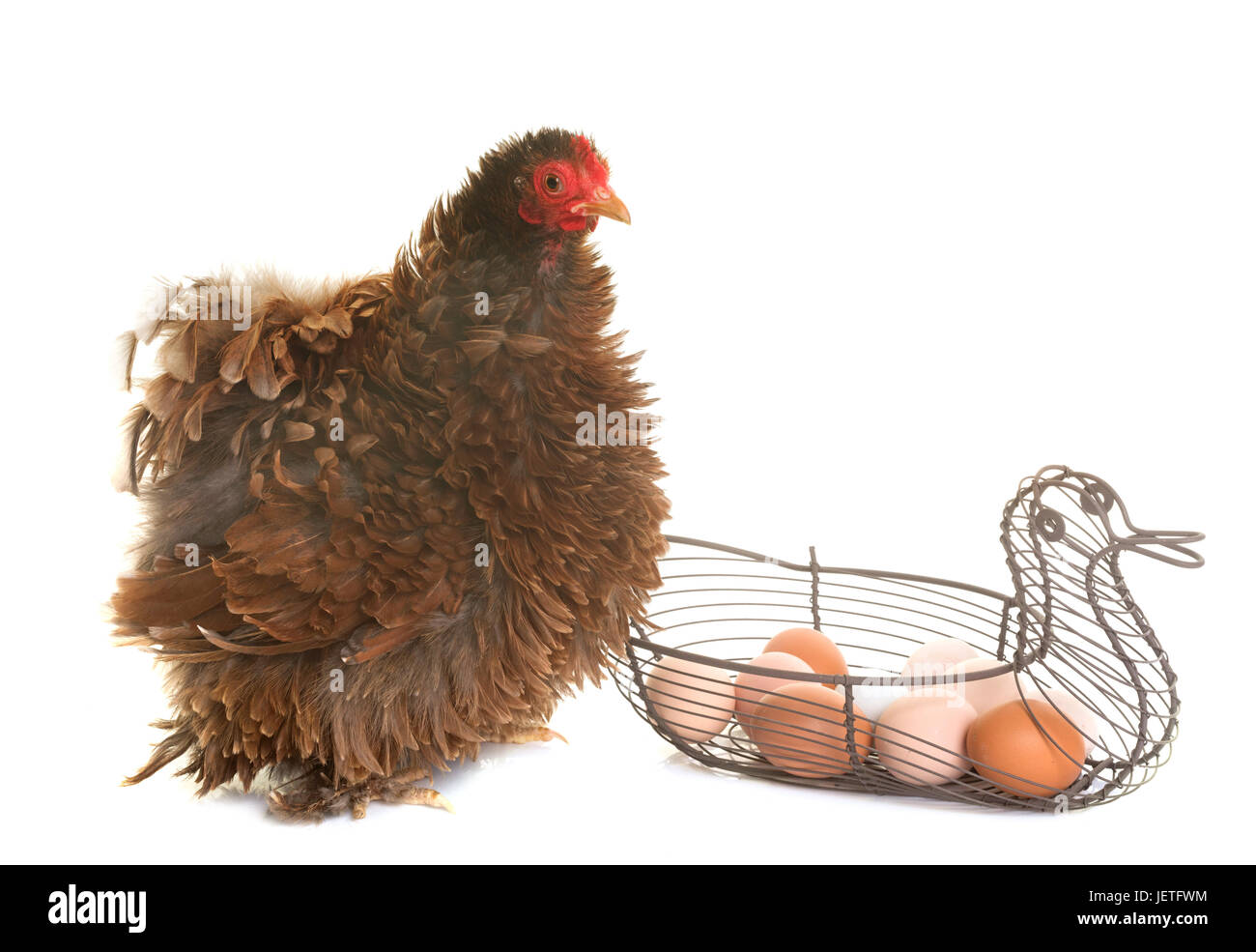 Pekin pollo e uova di fronte a uno sfondo bianco Foto Stock