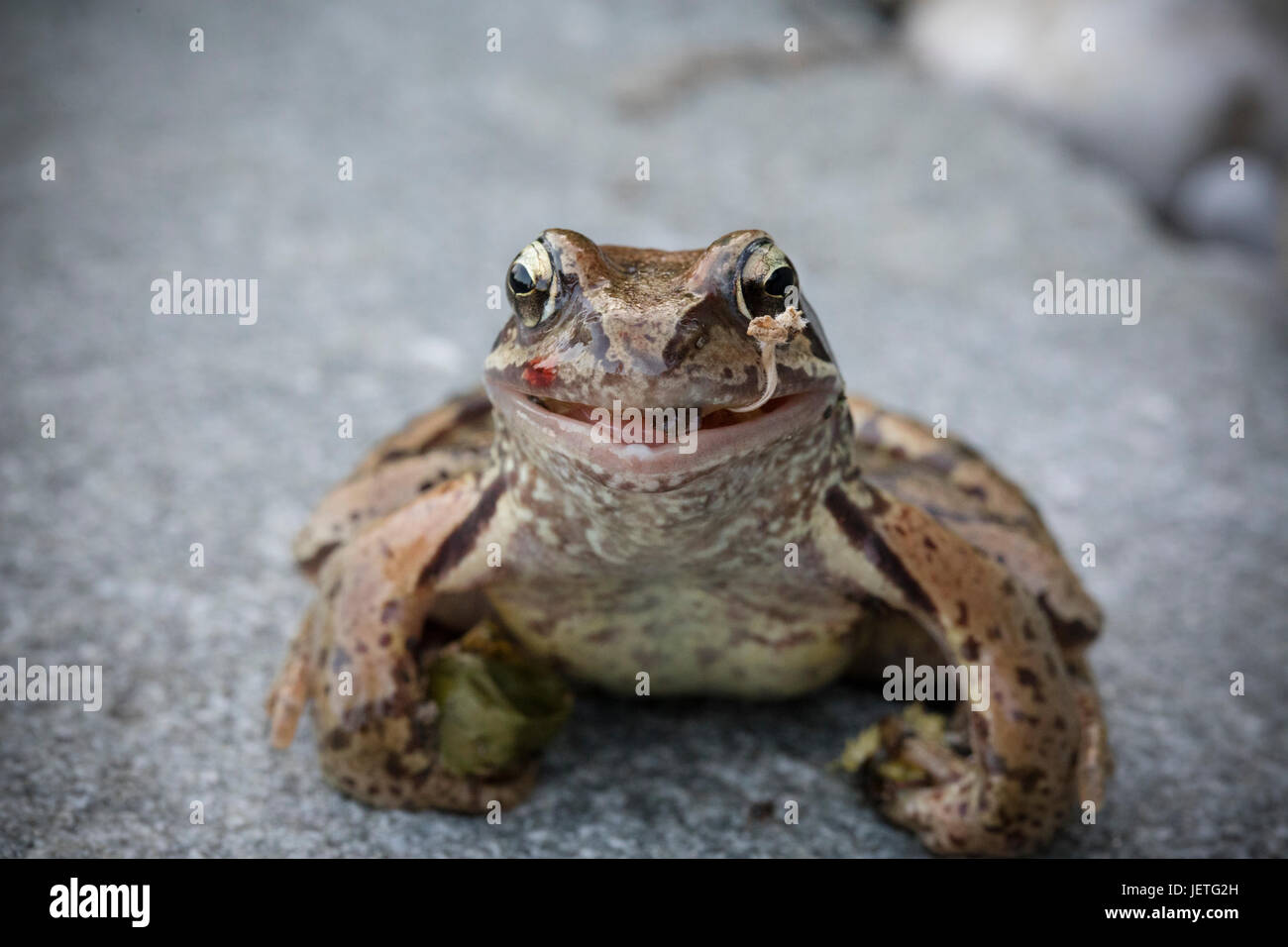 Frog Macroshot Foto Stock