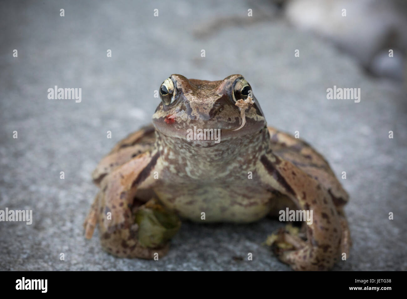 Frog Macroshot Foto Stock