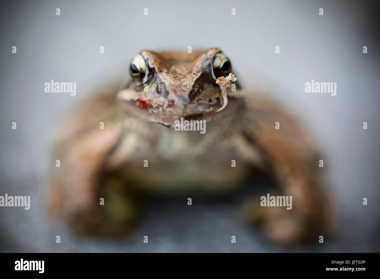 Frog Macroshot Foto Stock