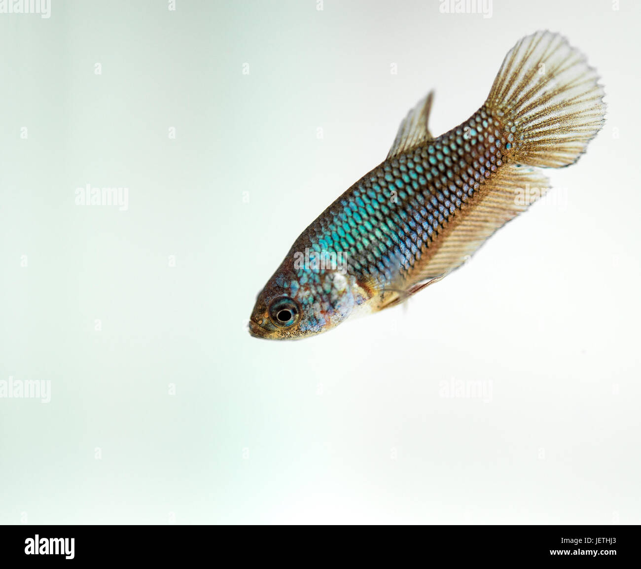 Siamese fighting fish, femmina verde Foto Stock