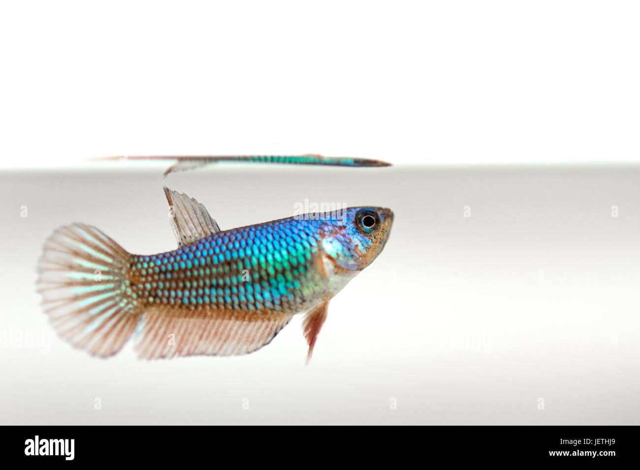Siamese fighting fish Foto Stock