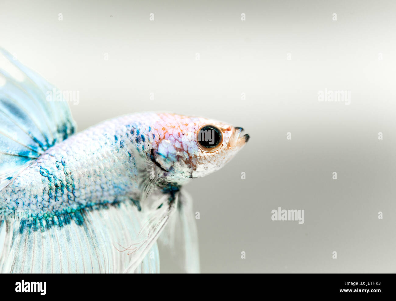 Siamese fighting fish Foto Stock