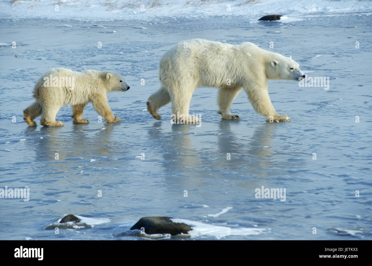 Orso polare, Ursus maritimus, Baia di Hudson, Canada, Eisbär (Ursus maritimus), Kanada Foto Stock