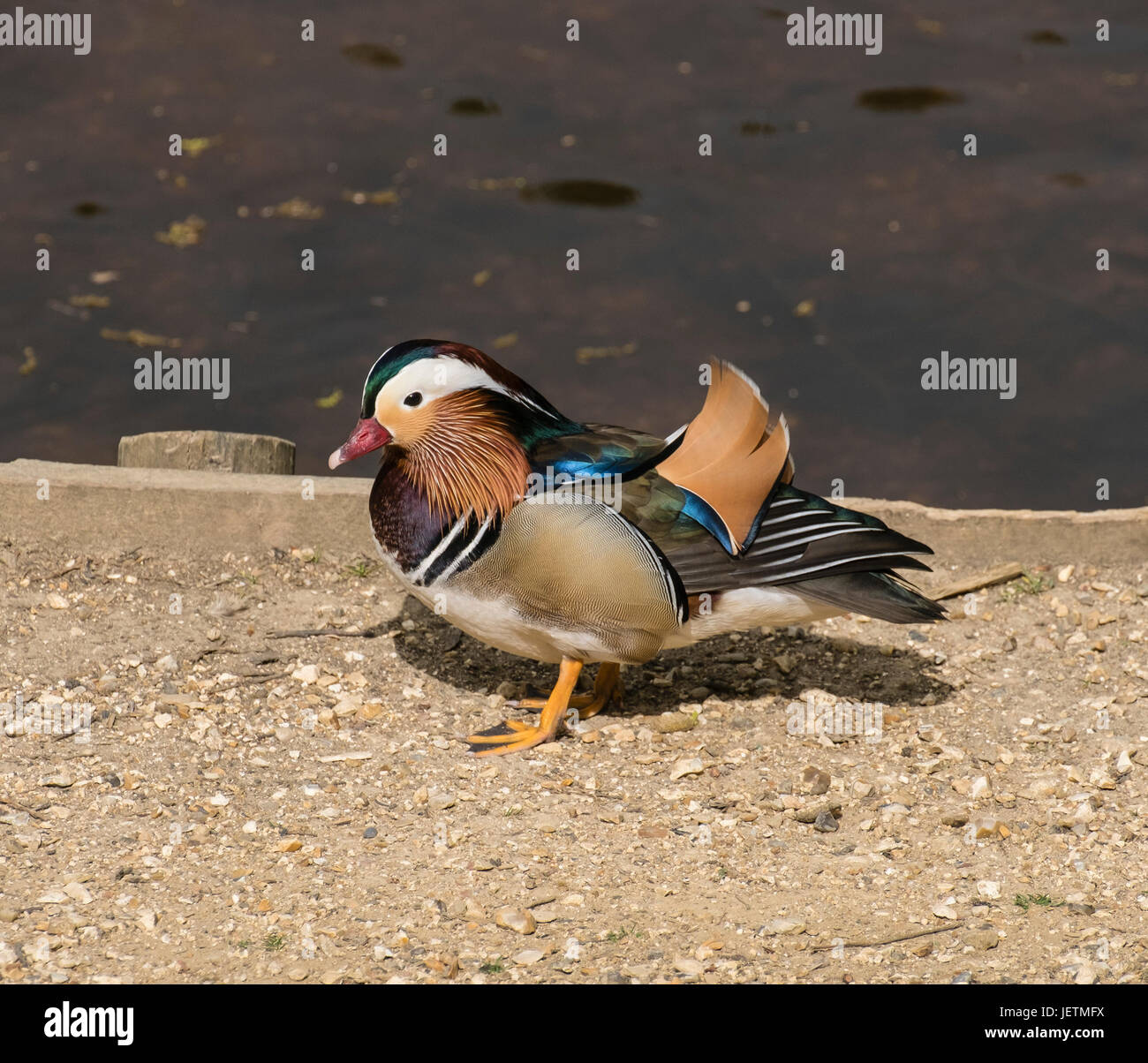 Anatra di mandarino, maschio, Drake, (Aix galericulata) stando a terra dal lato del Laghetto Eyeworth nella nuova foresta, Hampshire, Inghilterra, Regno Unito Foto Stock