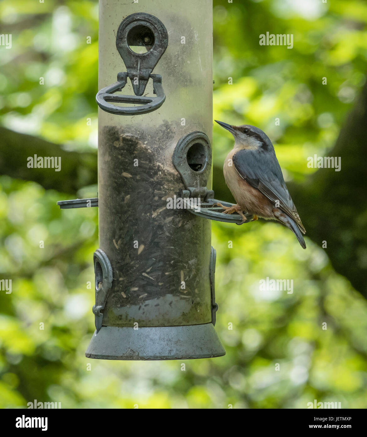 Picchio muratore uccello (Sitta europaea) appollaiato su un seme alimentatore, Devon, Inghilterra, Regno Unito Foto Stock