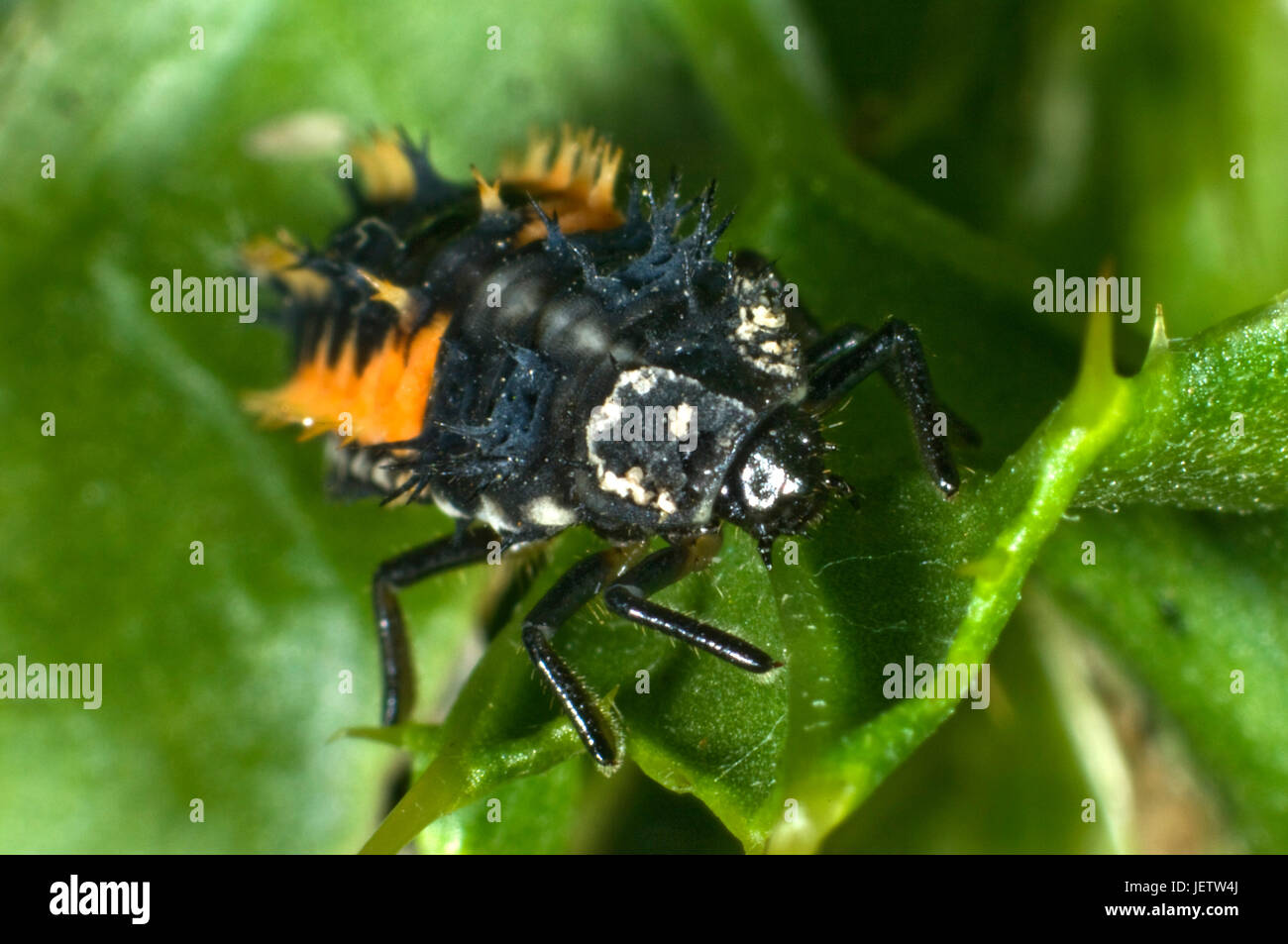 Microfotografia di un arlecchino o coccinella asiatica, Harmonia axyridis, larva, predatore di afidi ed altri piccoli artropodi. Foto Stock