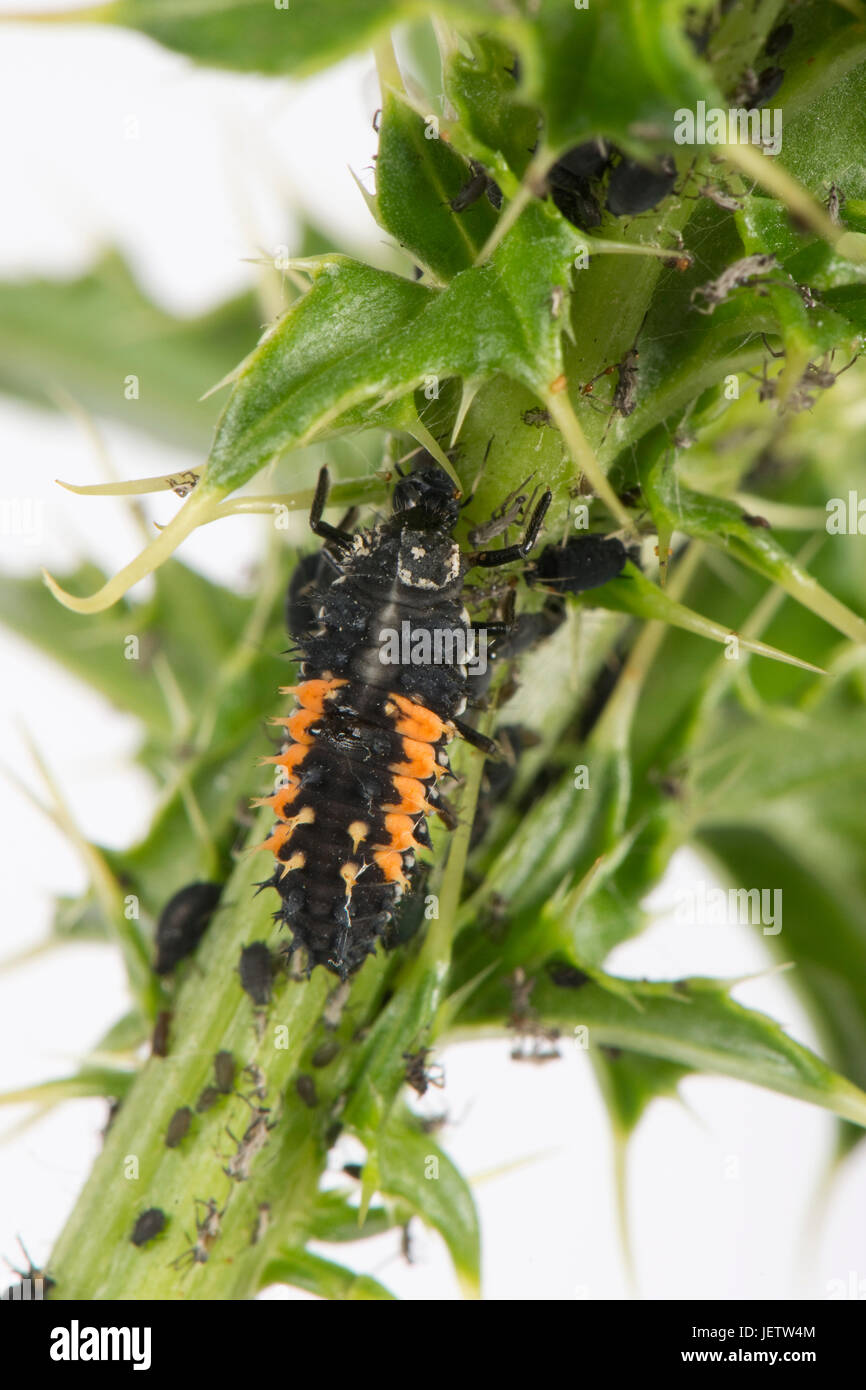 Arlecchino o coccinella asiatica, Harmonia axyridis, larva Foto Stock