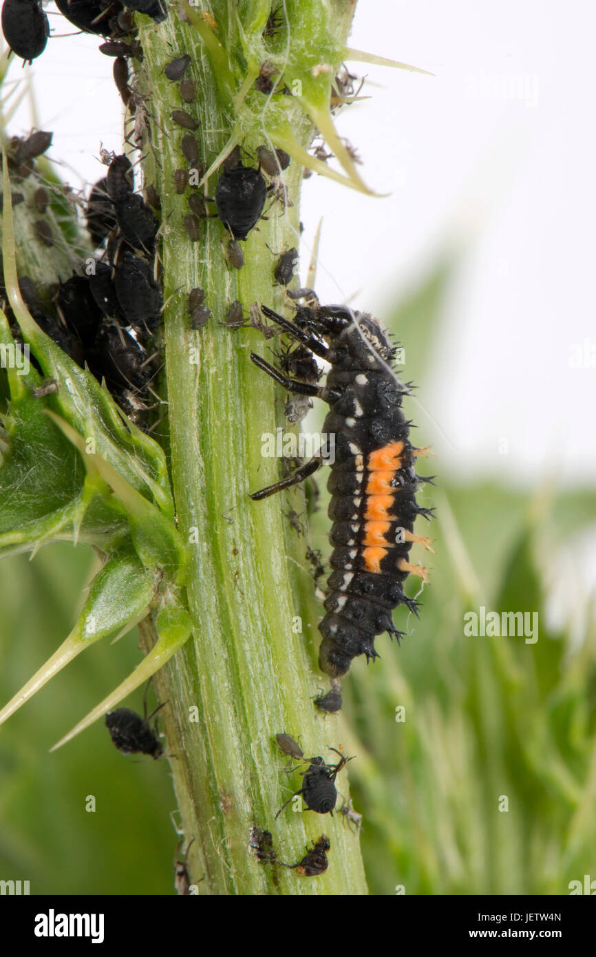 Arlecchino o coccinella asiatica, Harmonia axyridis, larva Foto Stock