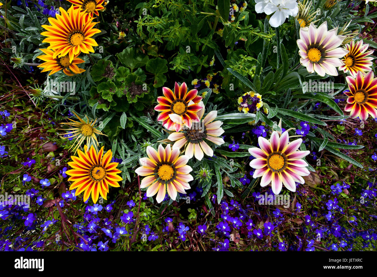 Una selezione di coloratissimi fiori gazania con blue lobelia lettiera di piante in estate Foto Stock