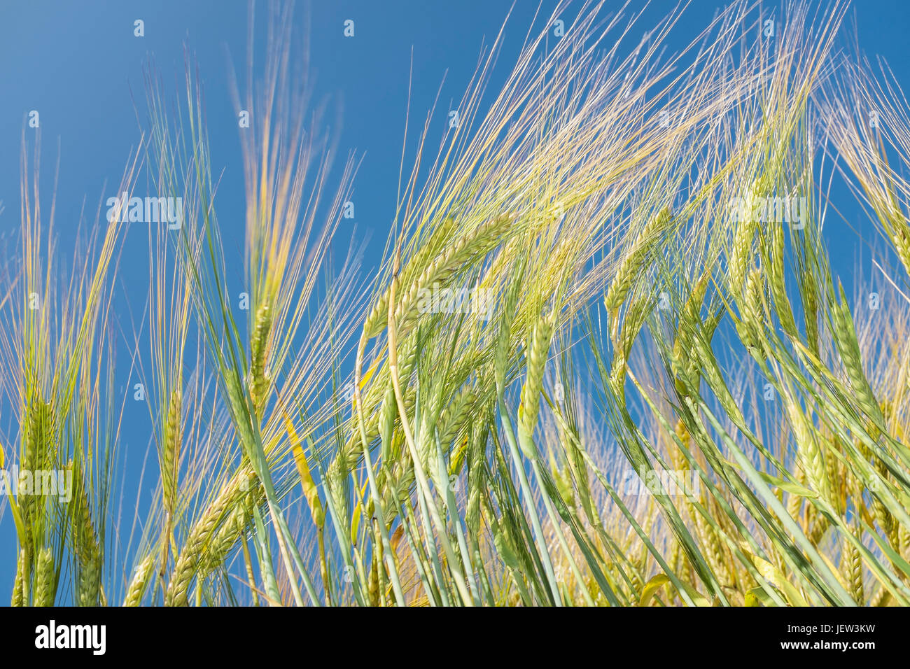 Il grano contro il cielo blu Foto Stock