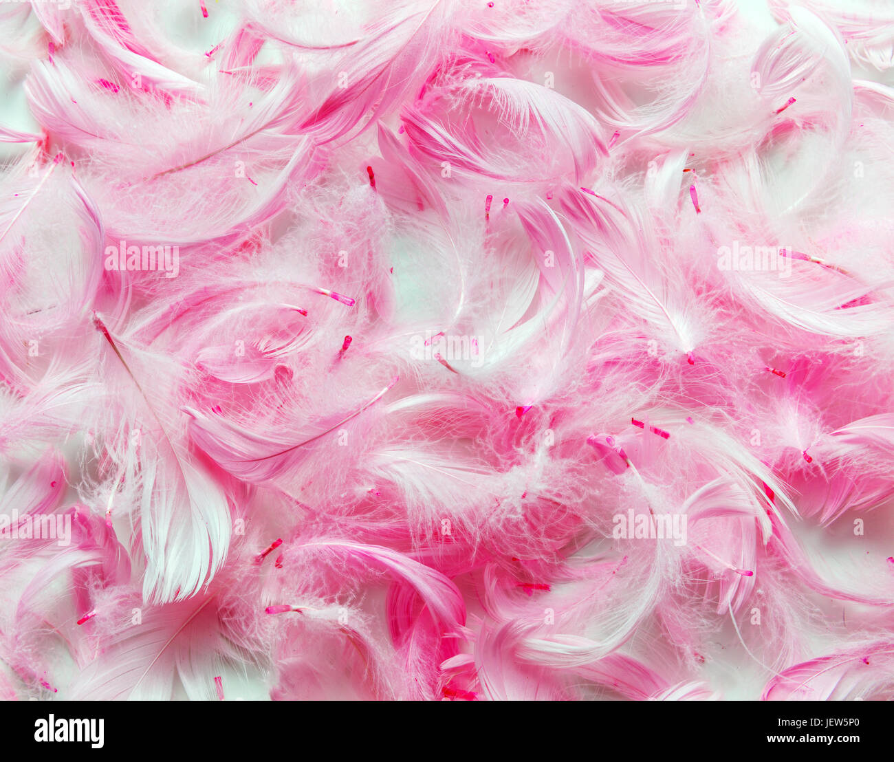 Piume rosa sfondo. Morbide e delicate concept Foto stock - Alamy