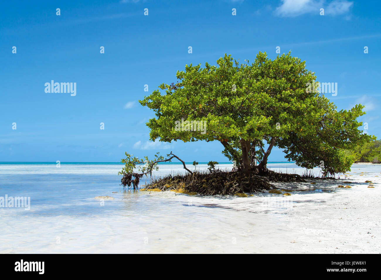 Albero solitario a Annes Beach in Florida Keys in Florida Foto Stock