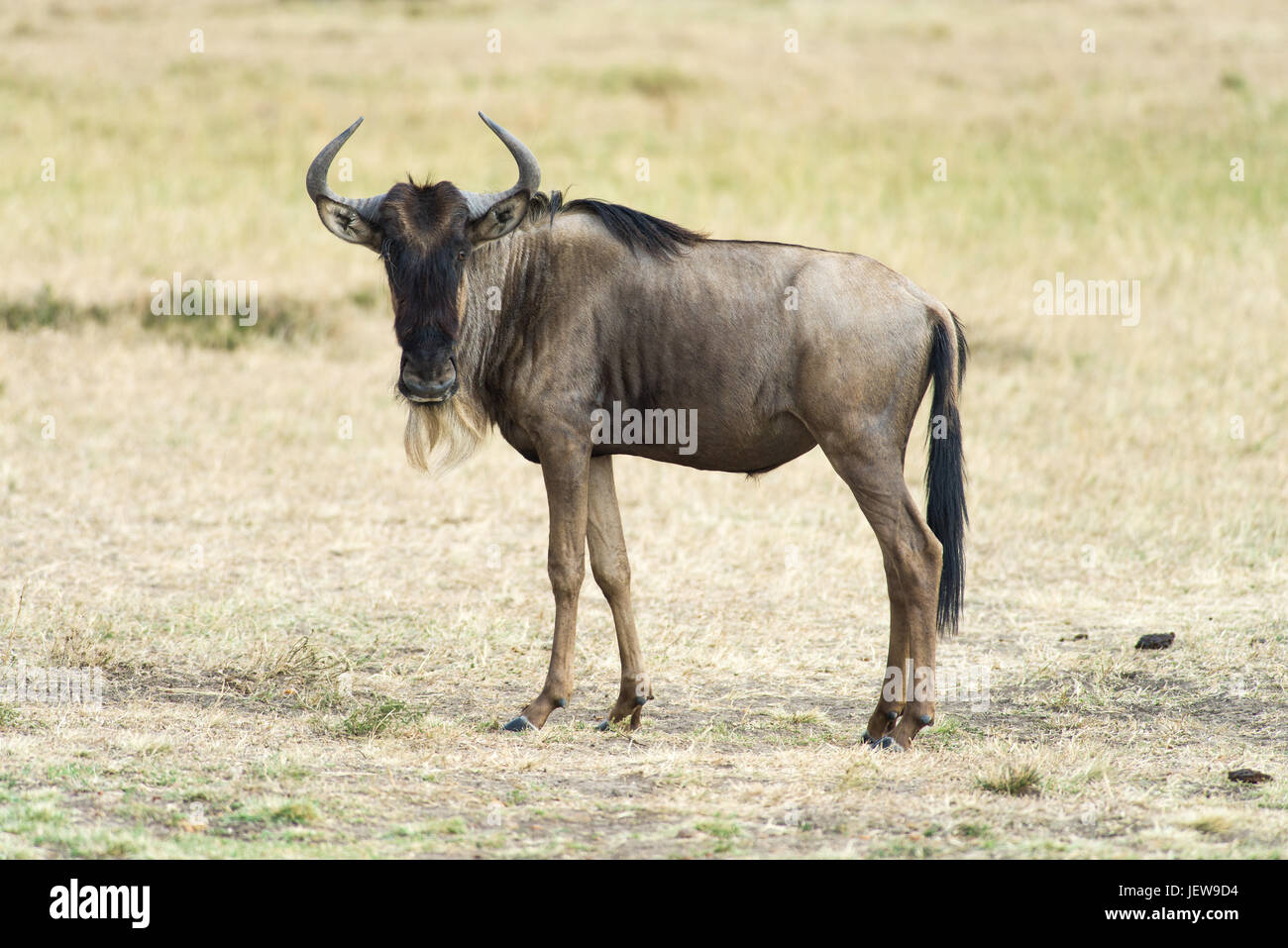 Solitario Gnu (Connochaetes taurinus), il Masai Mara, Kenya Foto Stock