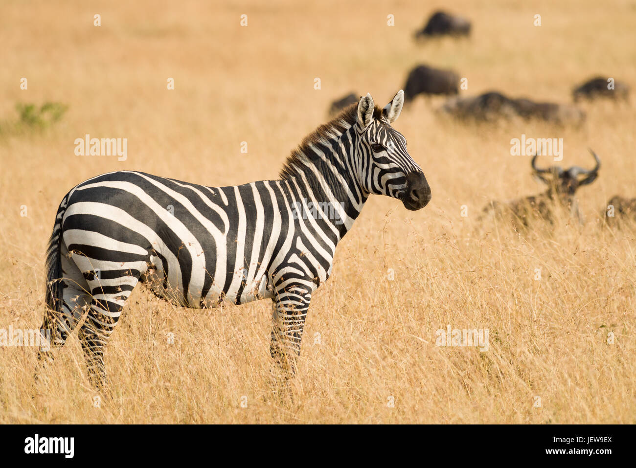 Pianure solitarie Zebra (Equus quagga) in piedi nella savana erba, il Masai Mara, Kenya Foto Stock