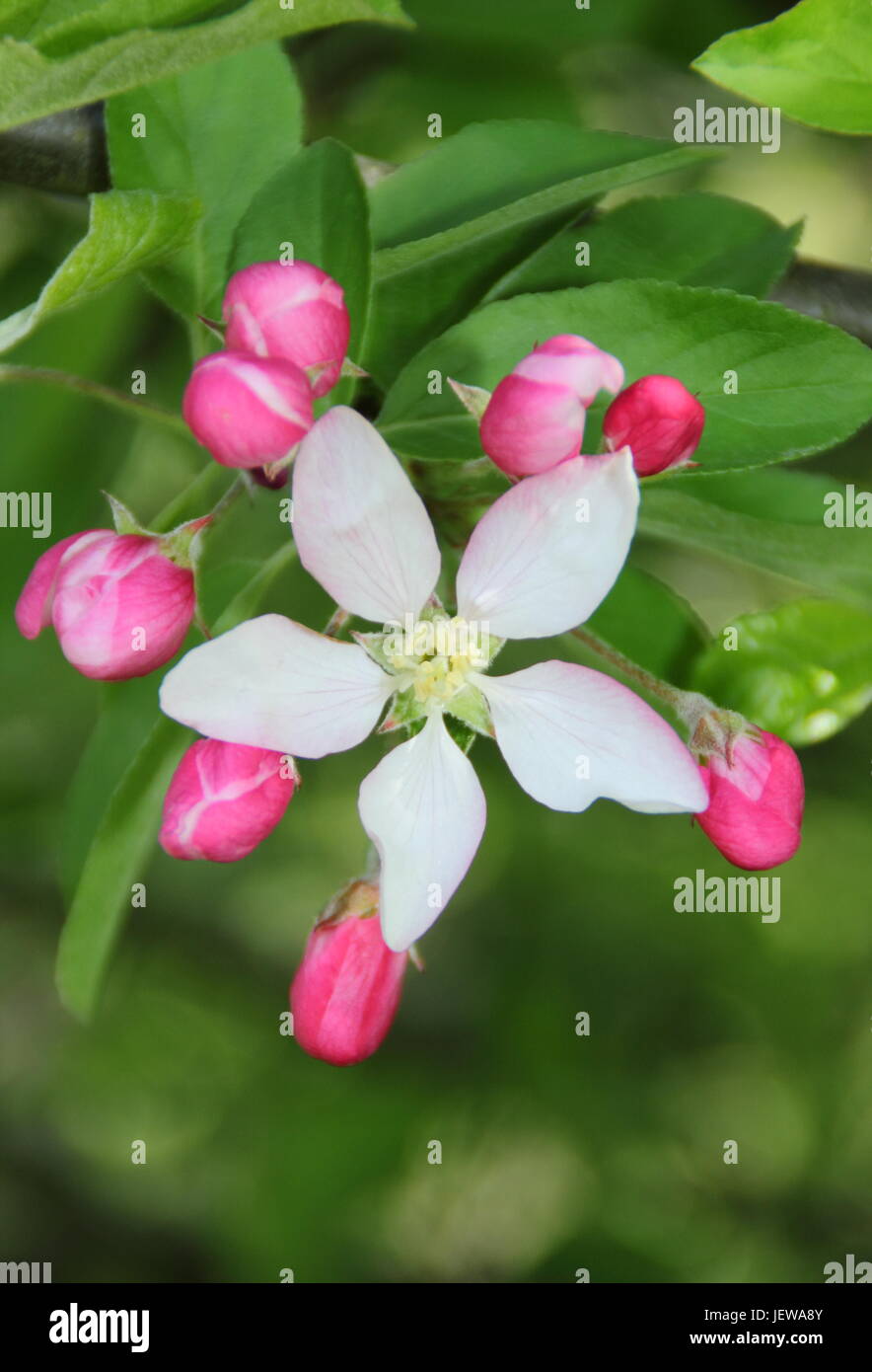 Wild crab apple tree (Malus sylvestris) in fiore nella campagna inglese a inizio primavera, REGNO UNITO Foto Stock