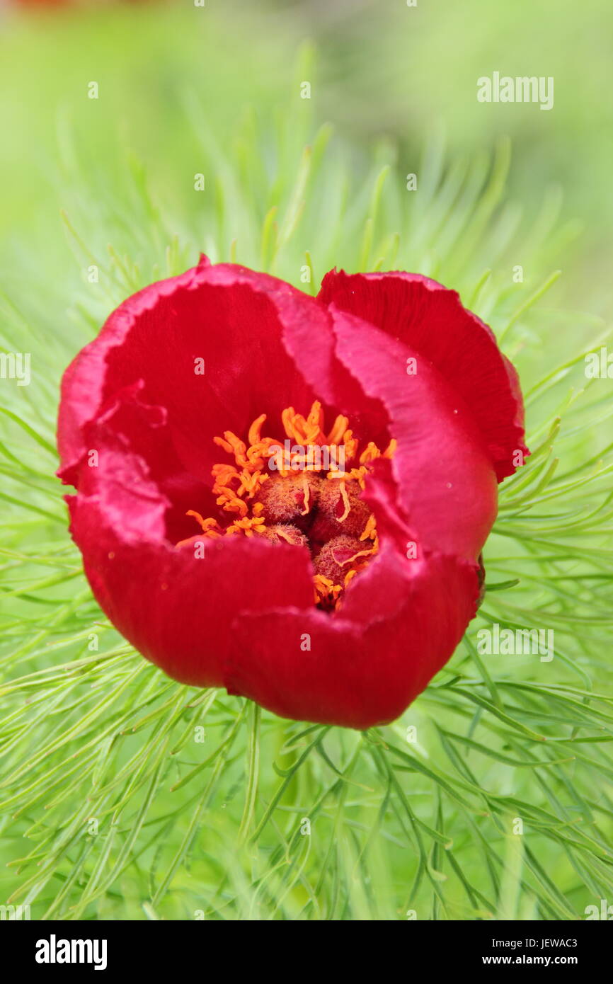 Paeonia tenuifolia, chiamato anche "foglia di felce peonia', fioritura in un giardino a fine aprile, REGNO UNITO Foto Stock