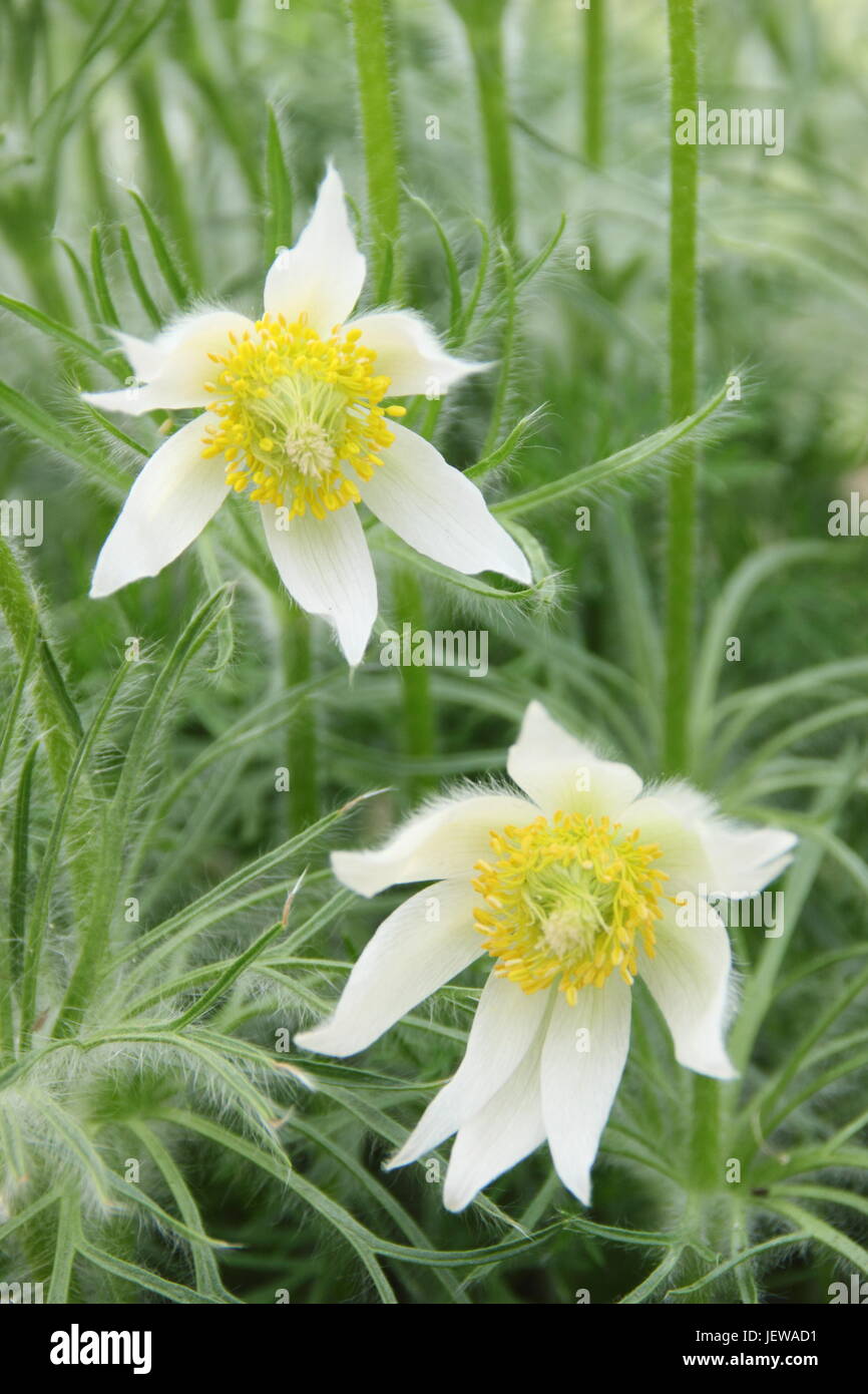 Pulsatilla vulgaris "Alba" (bianco "pasque flower) in piena fioritura in un giardino inglese in primavera (fine aprile), Regno Unito Foto Stock