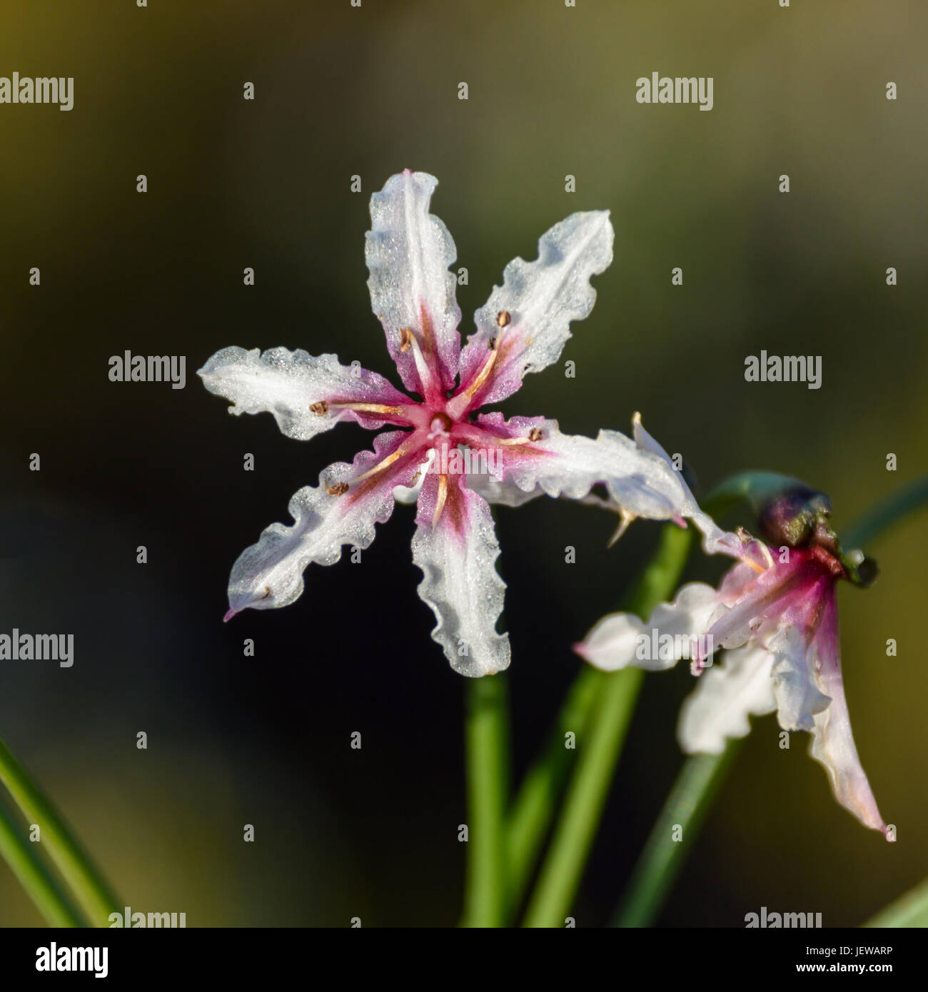 Hessea cinnamomea fiore nel sud del Capo, in Sud Africa Foto Stock