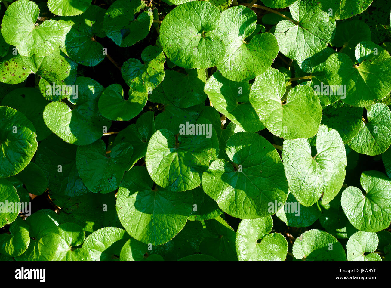 Sole che splende sul verde trifoglio irlandese in Irlanda Donegal Foto Stock