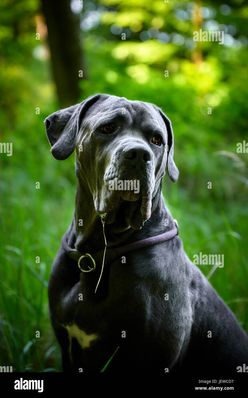 Ritratto di grigio bellissimo cane corso cane in Germania Foto Stock