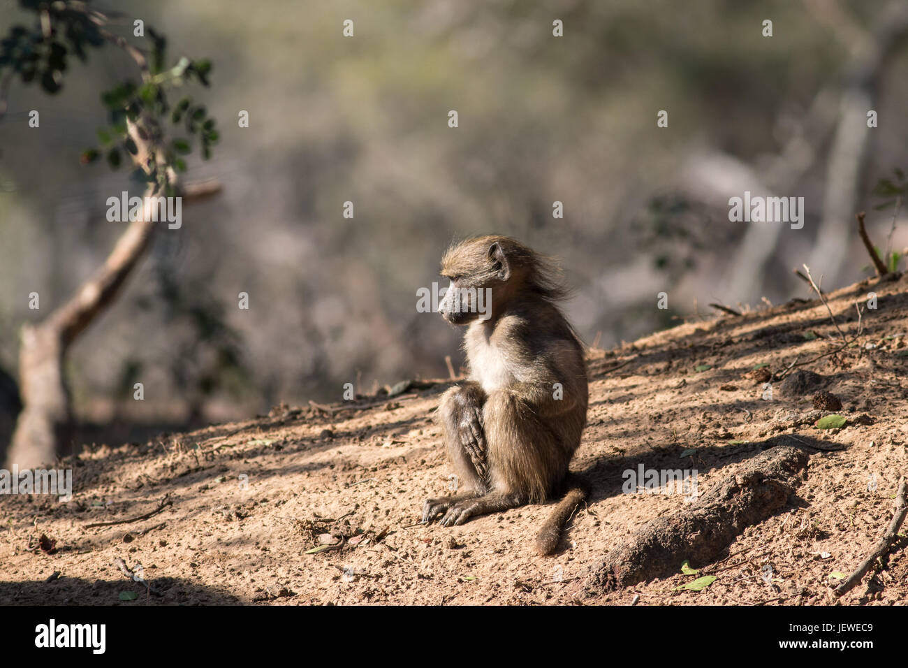 Un giovane babbuino, Mkhuze Game Reserve, Sud Africa Foto Stock