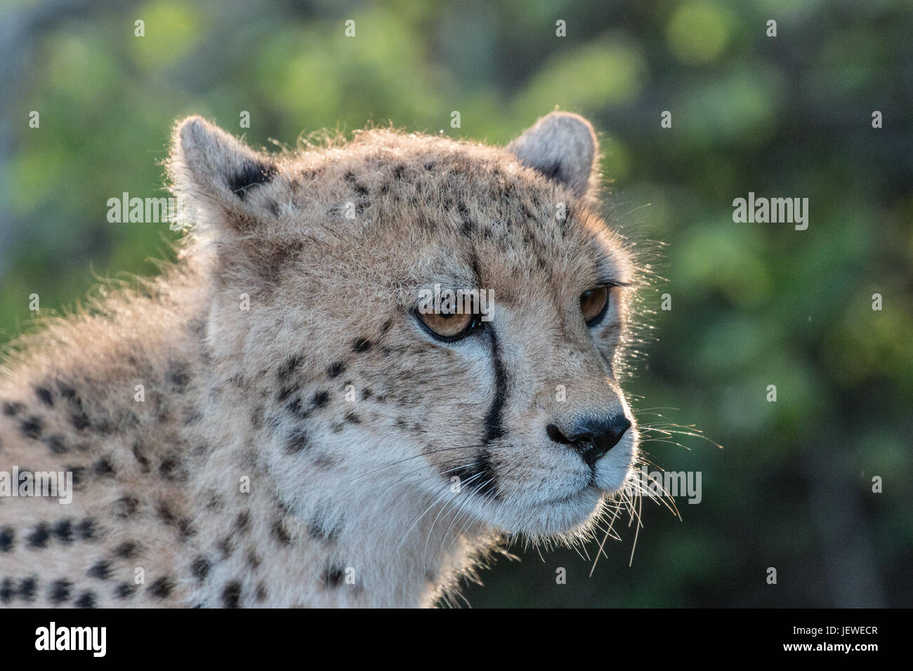 Giovani cheetah, Mkhuze Game Reserve, Sud Africa Foto Stock