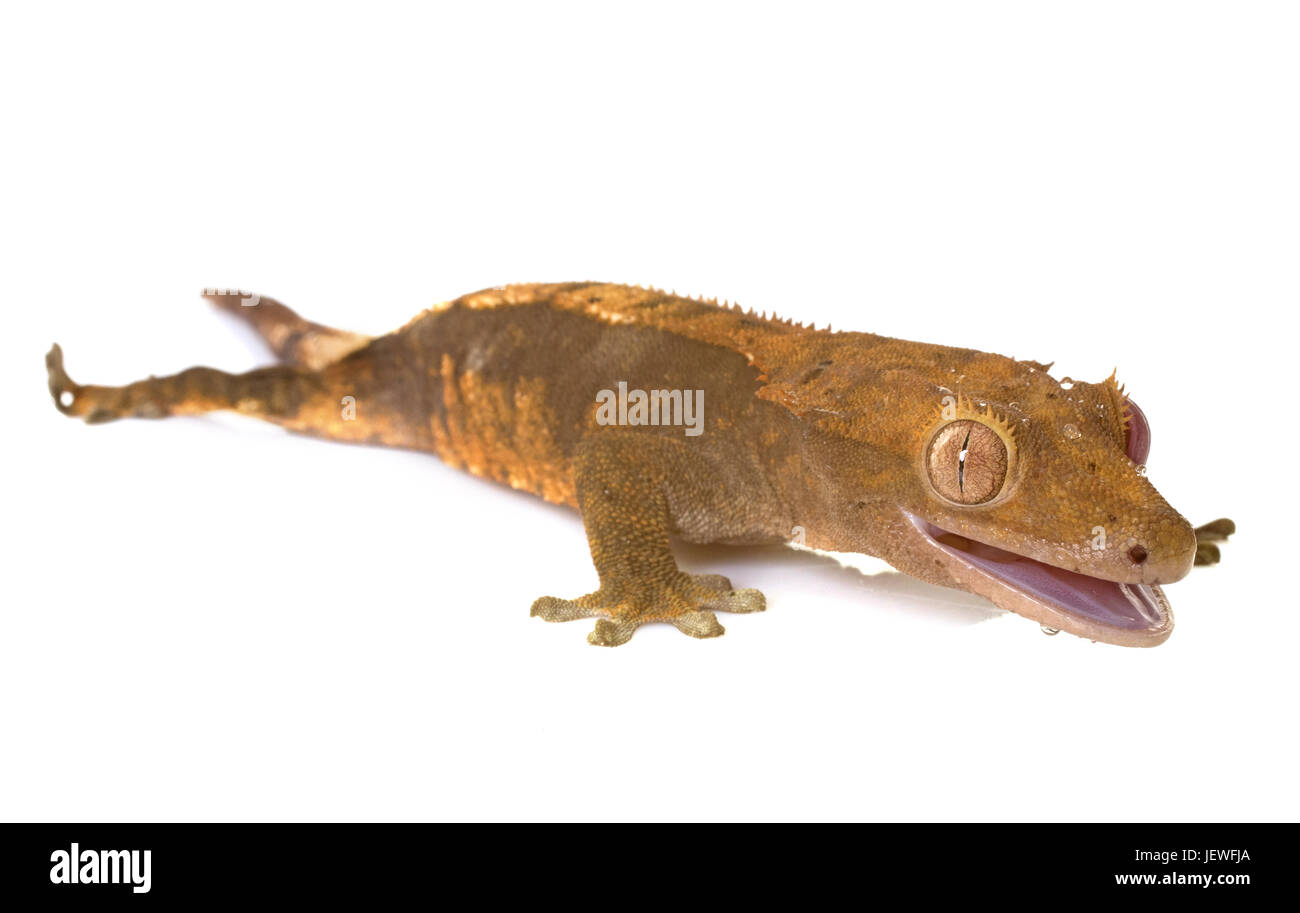 Crested gecko davanti a uno sfondo bianco Foto Stock