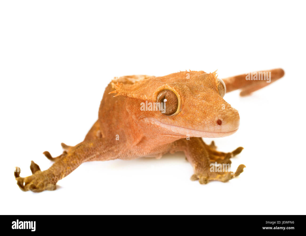 Crested gecko davanti a uno sfondo bianco Foto Stock