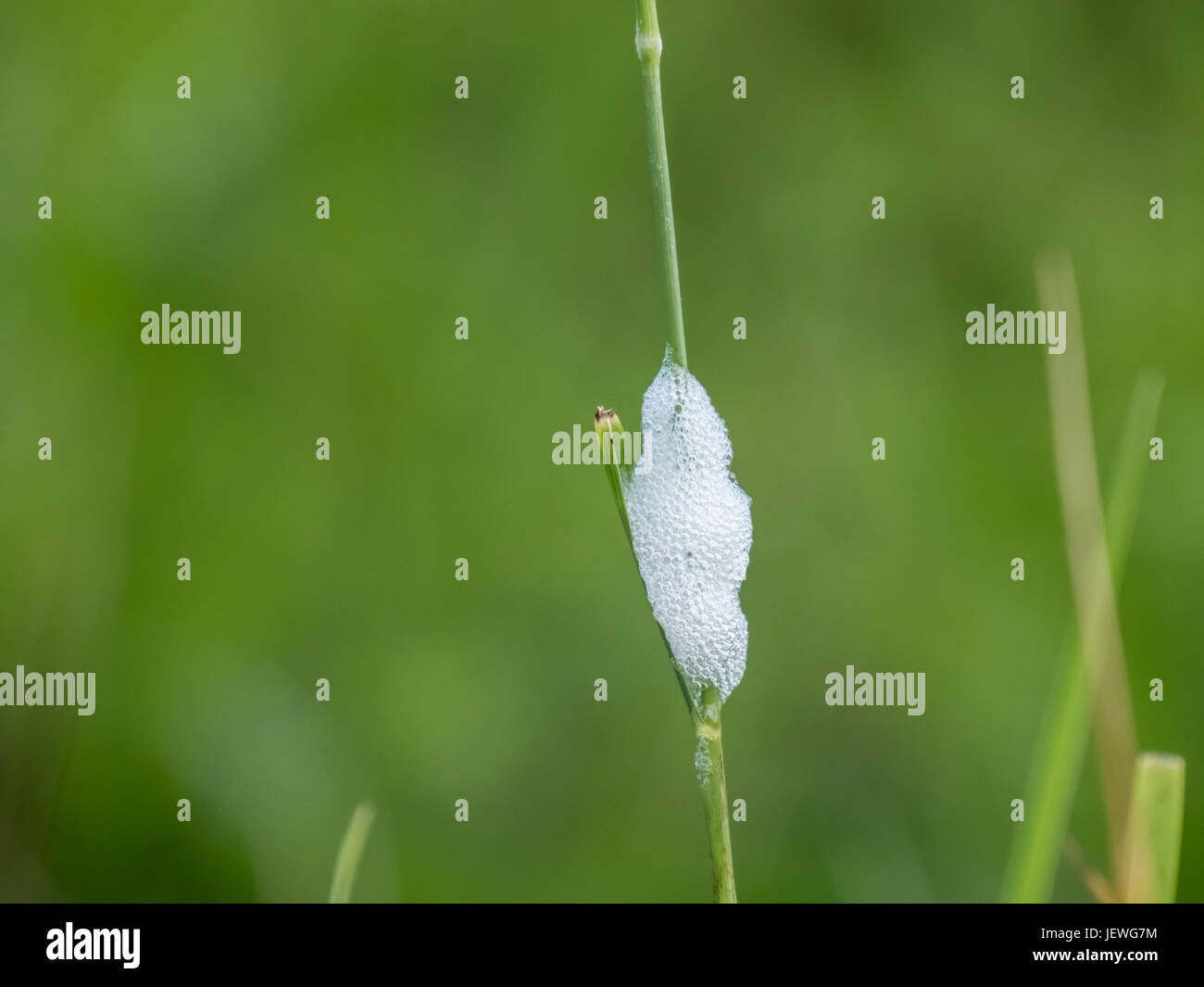 Il cuculo sputare saliva protezione un froghopper spittlebug ninfa Foto Stock