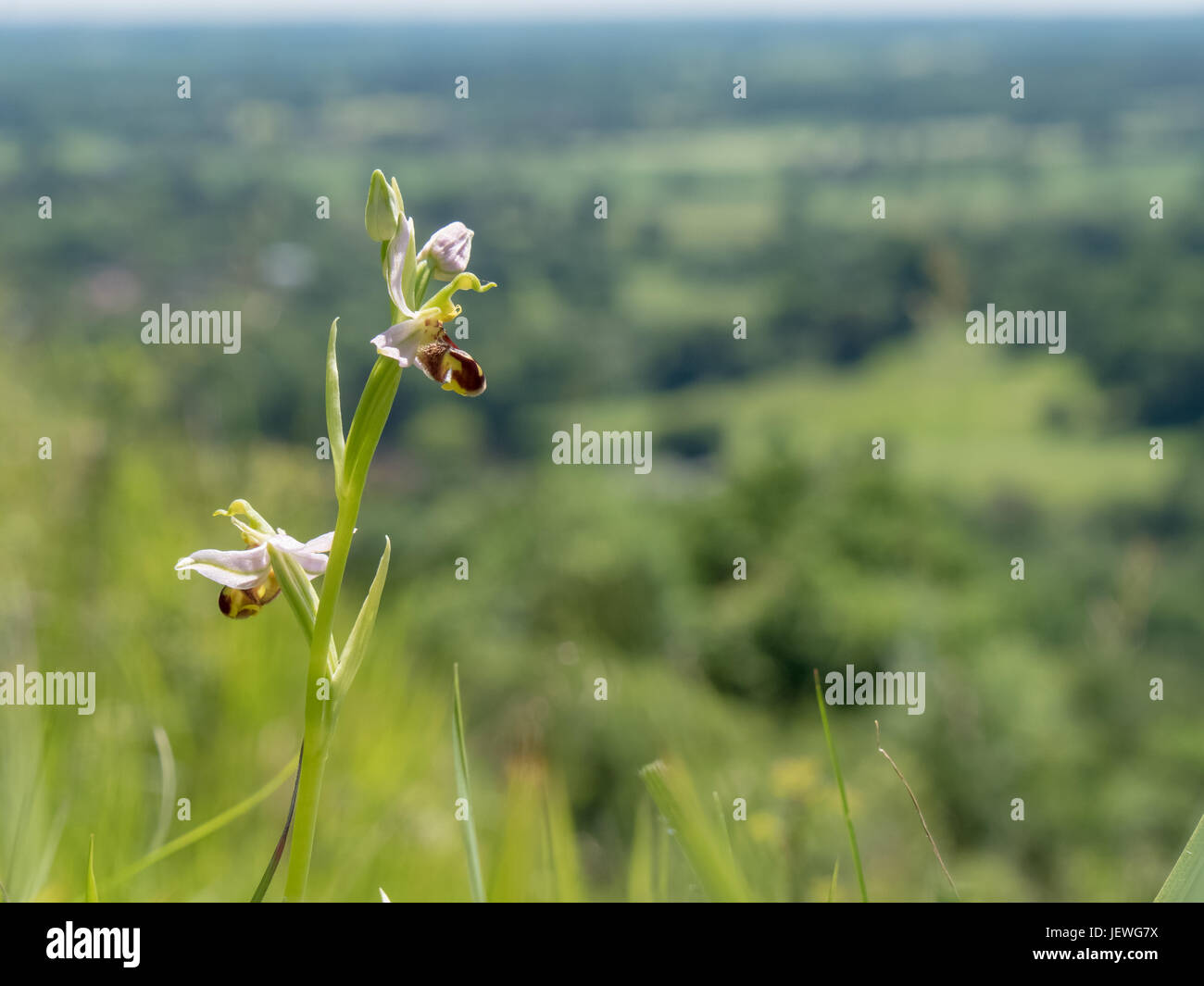 Bee Orchid (Ophrys apifera) sulla North Downs colline, Surrey, Inghilterra Foto Stock