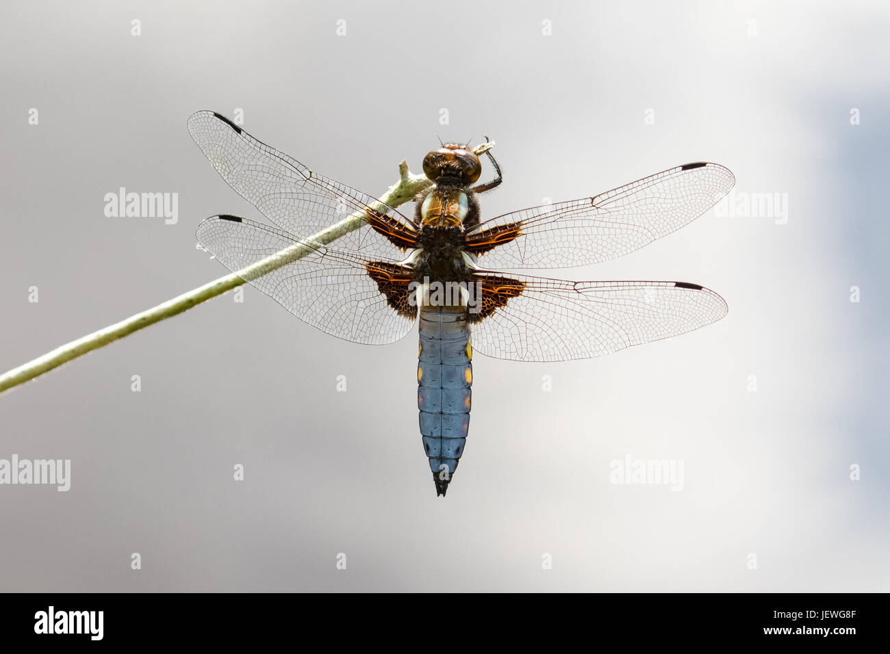 Top o vista dorsale di un unico ampio maschio corposo Chaser dragonfly (Libellula depressa) appesi o aggrappati ad uno stelo contro la riflessione nuvoloso Foto Stock
