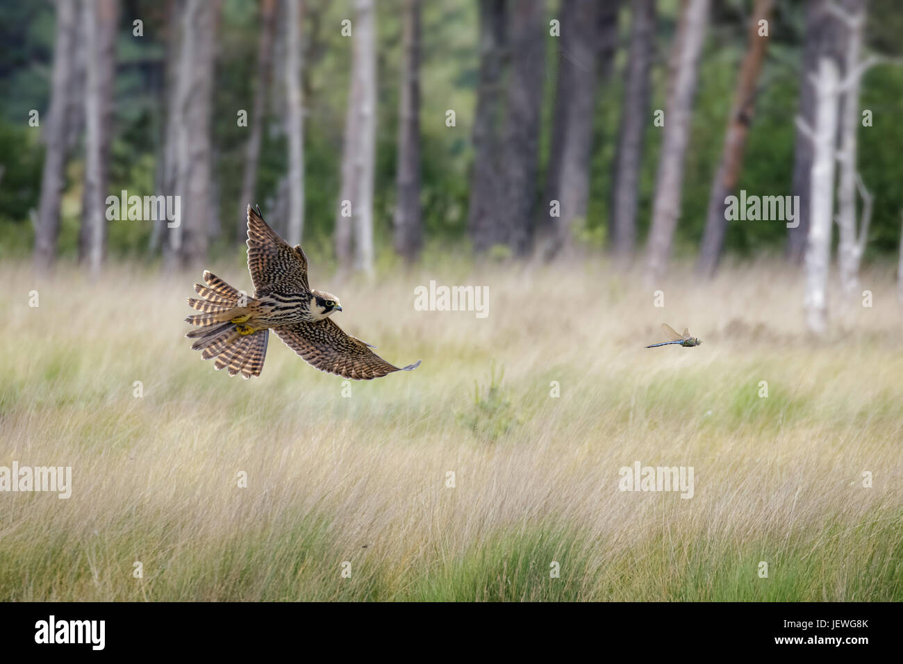 Immagine composita di Hobby falcon (Falco Subbuteo®) battenti la caccia a caccia di Imperatore dragonfly raffigurazione contro boschi di pino prati erbosi brughiera Foto Stock
