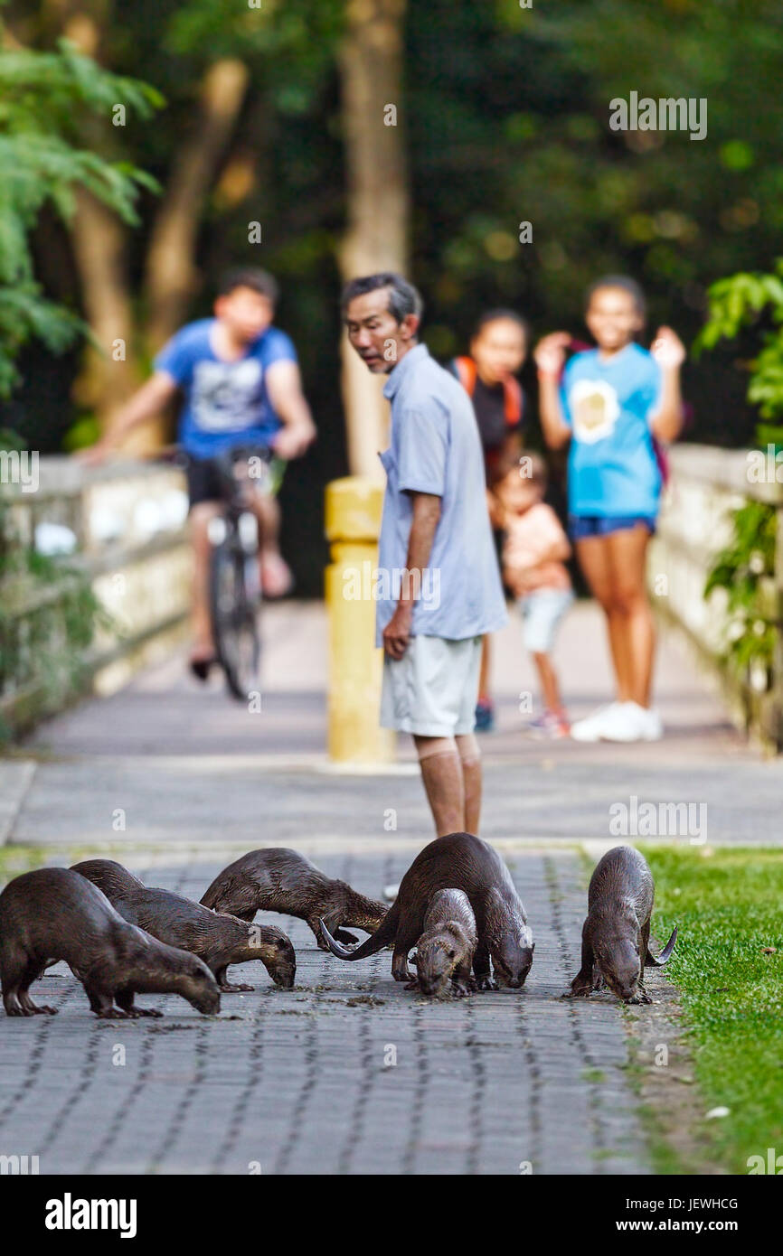 Un fragile vecchio uomo di Singapore prendendo il suo lento passeggiata quotidiana è una minaccia per una famiglia di 12 lontre che sono emersi dal fiume di mangrovie. Foto Stock