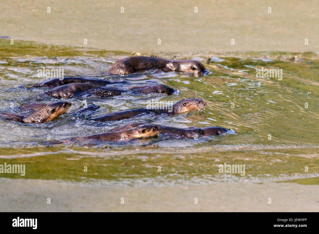 Liscio rivestito di lontra (Lutrogale perspicillata) caccia co-operativamente a guidare il pesce fino stretto fiume urbano a bassa marea, Singapore Foto Stock