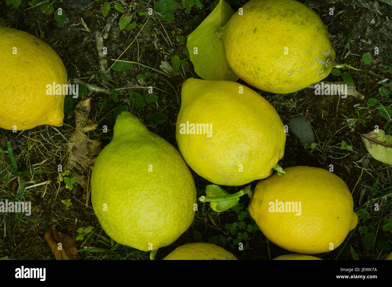 Limoni raccolti in un giardino nel cortile posa su lacunose erba ed erbacce Foto Stock