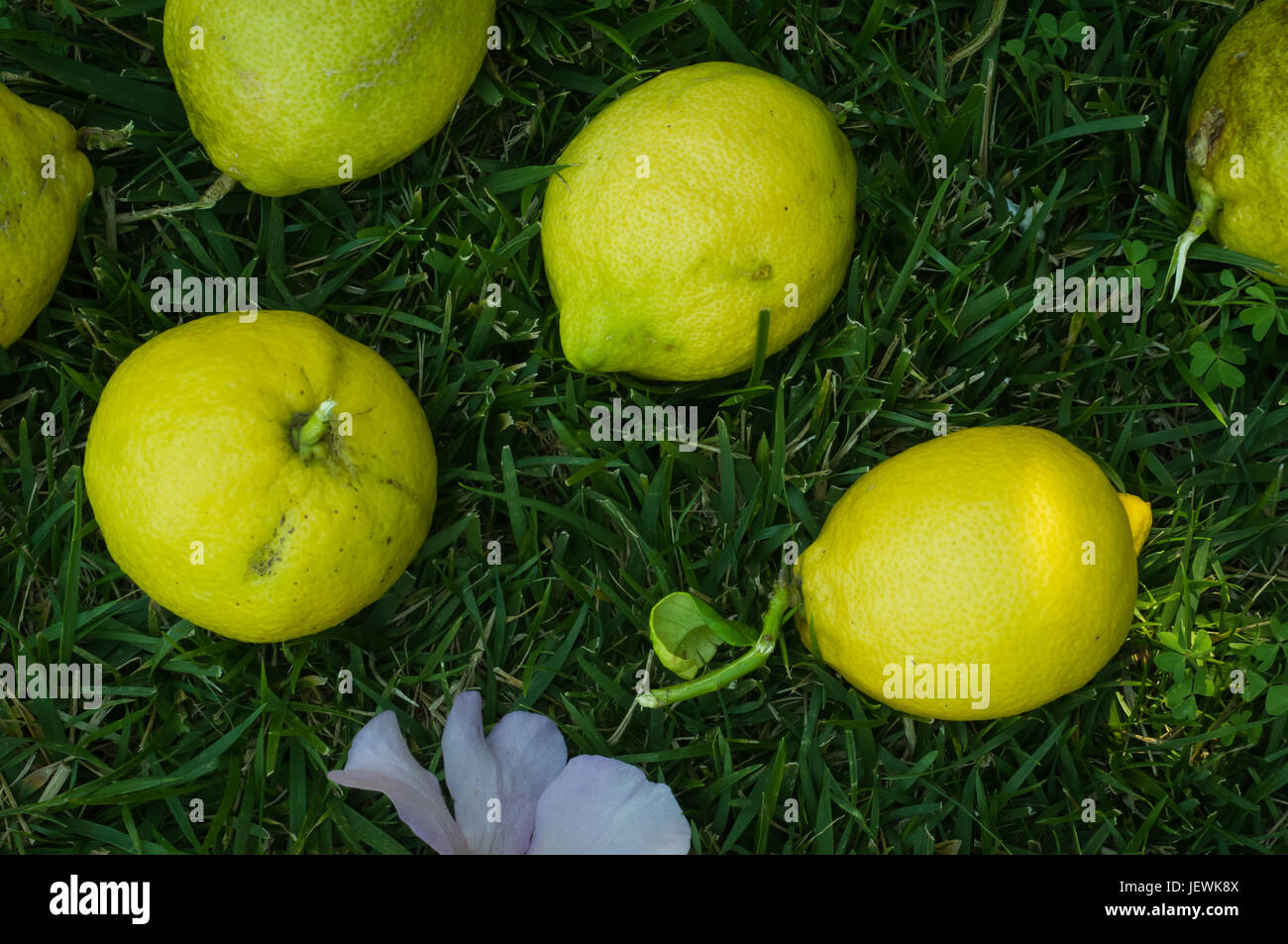 Limoni raccolti da un cortile lemon tree posa su una patch di lussureggiante verde erba Foto Stock
