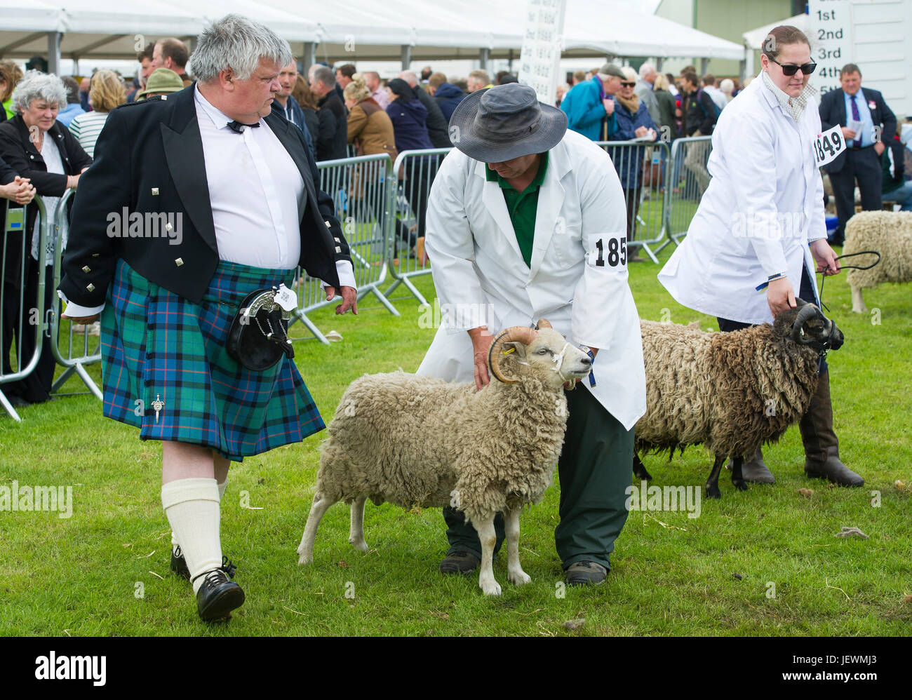 Pecore a giudicare al Royal Highland Show, Ingliston, Edimburgo. Foto Stock