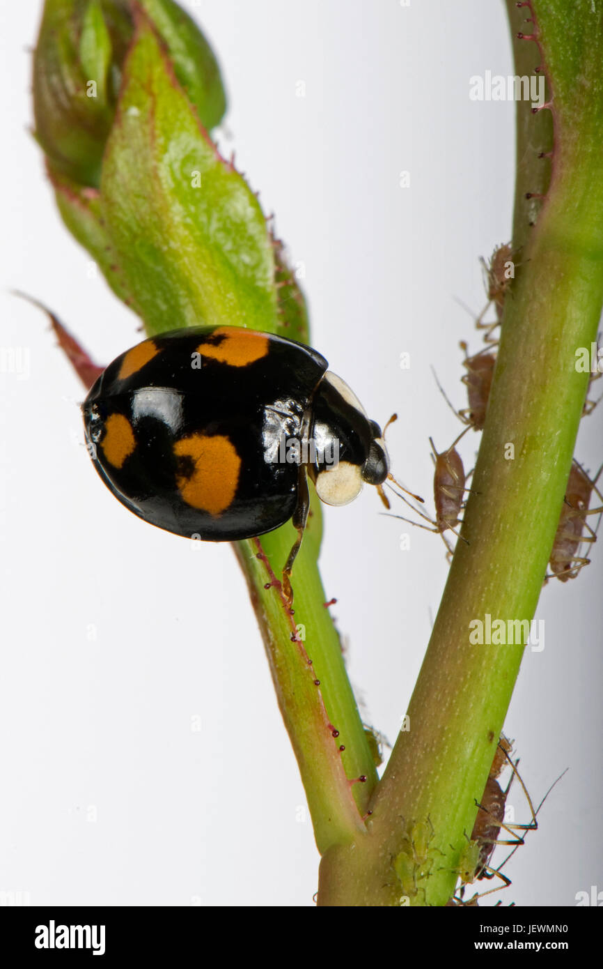 Arlecchino o coccinella asiatica, Harmonia axyridis, adulti con sfondo nero e rosso quattro macchie irregolari, una variante del tipo di colore, Berkshire, Giugno Foto Stock