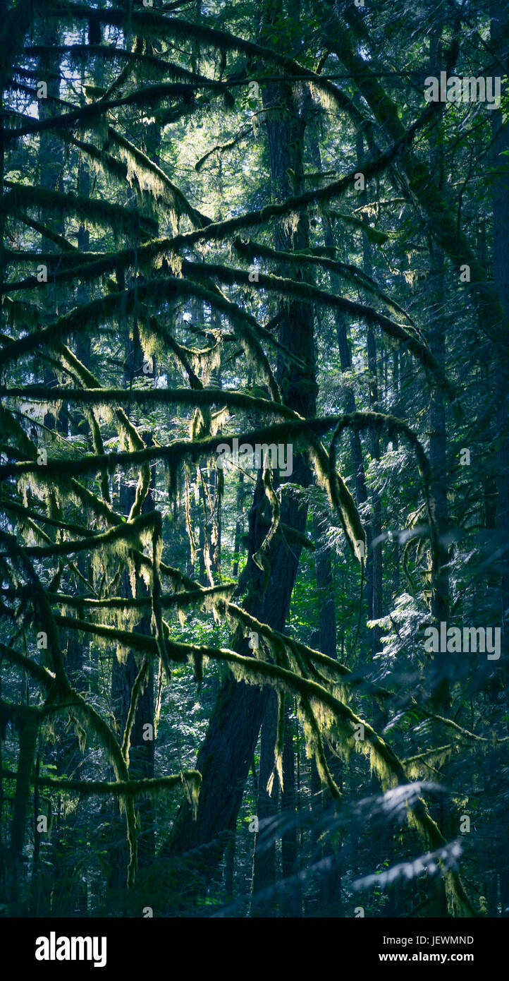 Immagine artistica di luce del sole che splende attraverso bellissimi rami di muschio di tall abete Douglas alberi in una profonda foresta verde. Isola di Vancouver, British Columb Foto Stock