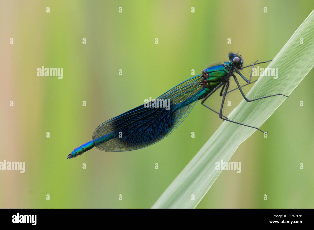 Agrion nastrati o nastrare demoiselle, Caloperyx splendens, damselfly maschio. Norfolk Broads, UK. Giugno Foto Stock