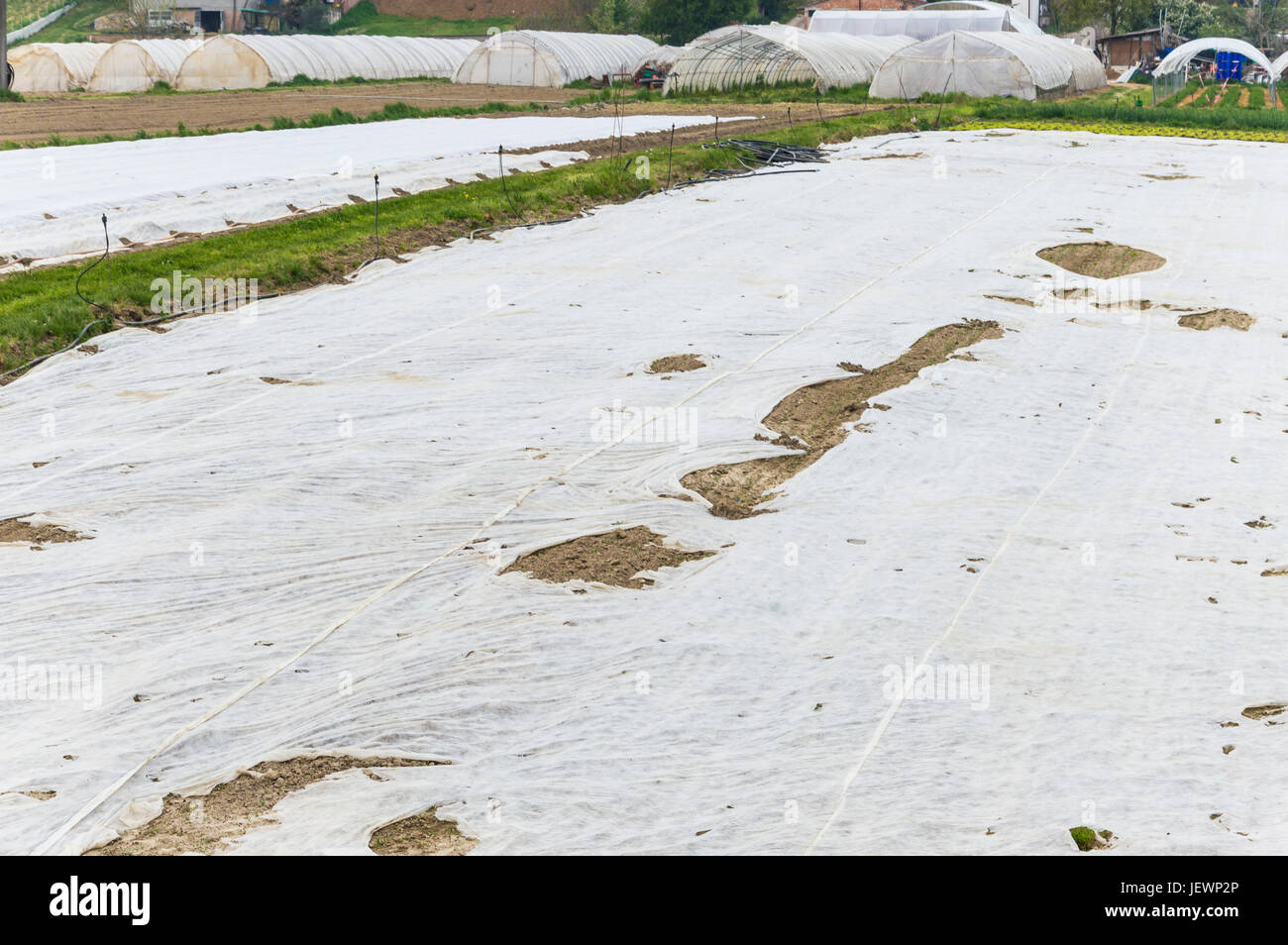 La tessitura di un campo coltivato con film per pacciamatura Foto Stock