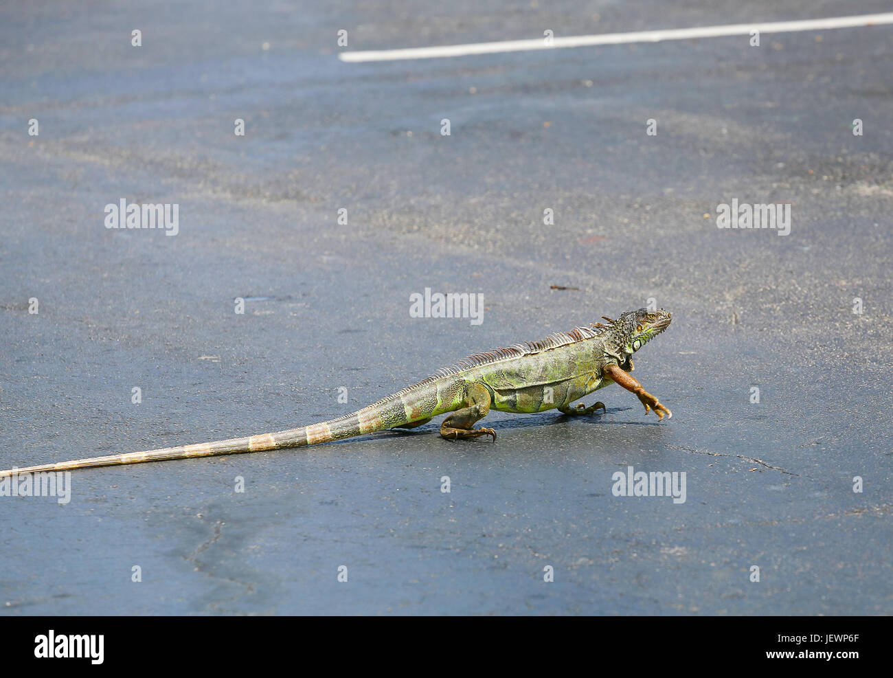 Iguana verde spazio parcheggio Foto Stock