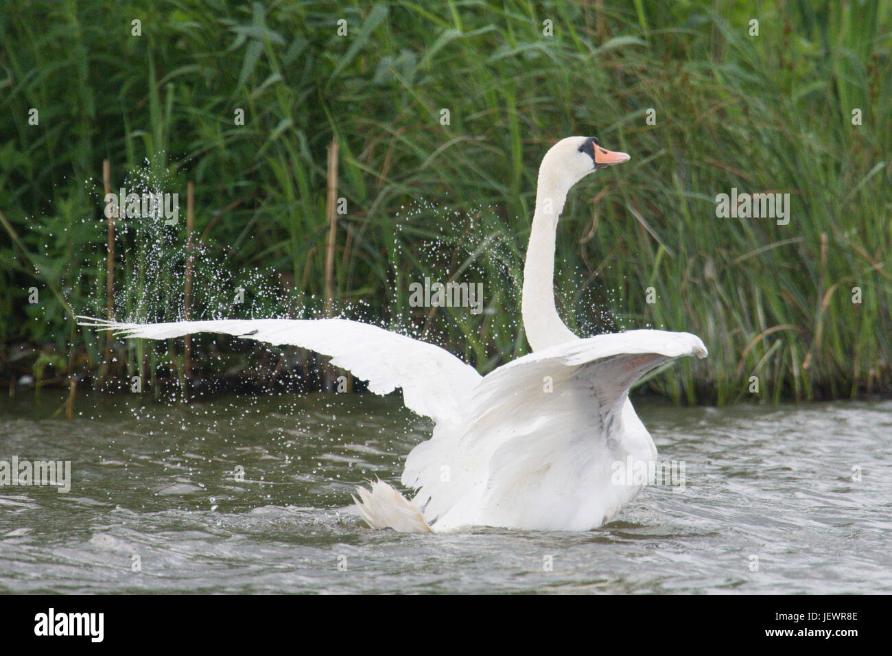 Cigno, Cygnus olor, la balneazione e stirando le sue ali, Braydon acqua, Norfolk Broads, UK. Giugno. Foto Stock