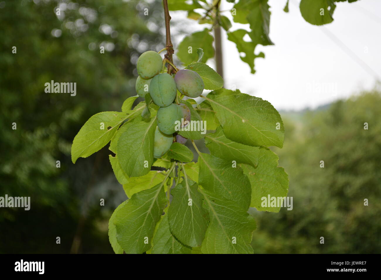 Victoria le prugne in crescita in un grappolo su albero re di alberi da frutta frutta estiva frutta comune giardino inglese impostazione con fuori fuoco gli alberi e i cespugli in Inghilterra Foto Stock